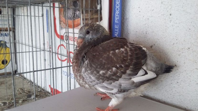 3    2017 - TINERET 2017