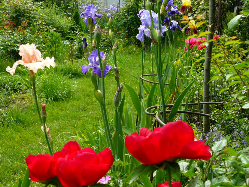 Blaze un rosu minunat ! - 2017_Irislandia si Bujori 2017