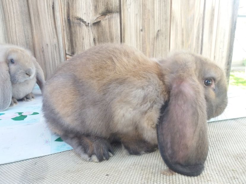 12.05.2017 - b_M_THURINGER_3