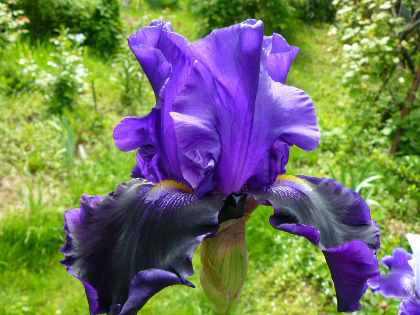 In to the Night iris - 2017_Irislandia si Bujori 2017