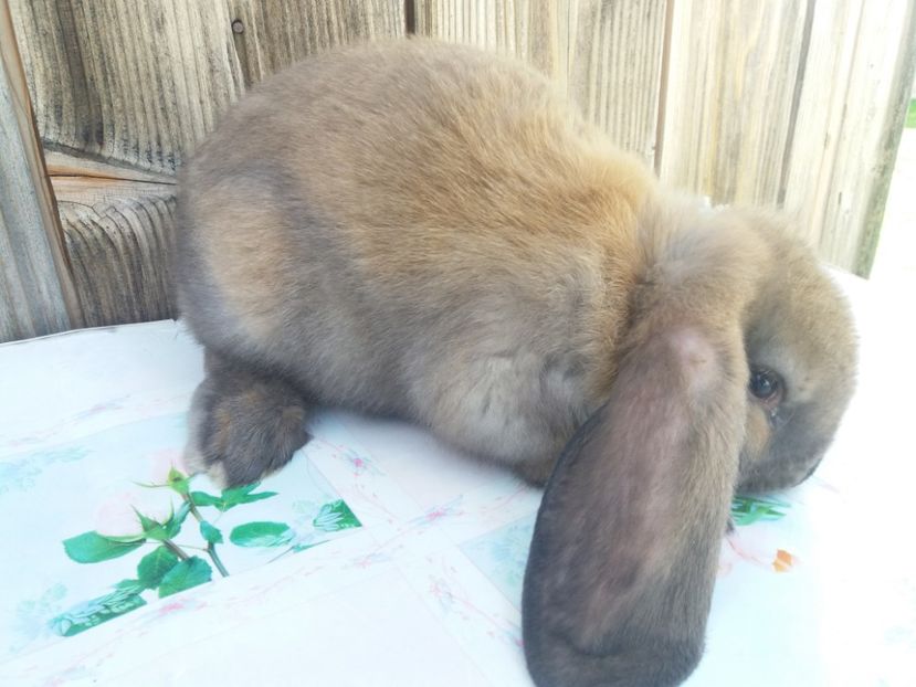 12.05.2017 - b_M_THURINGER_3