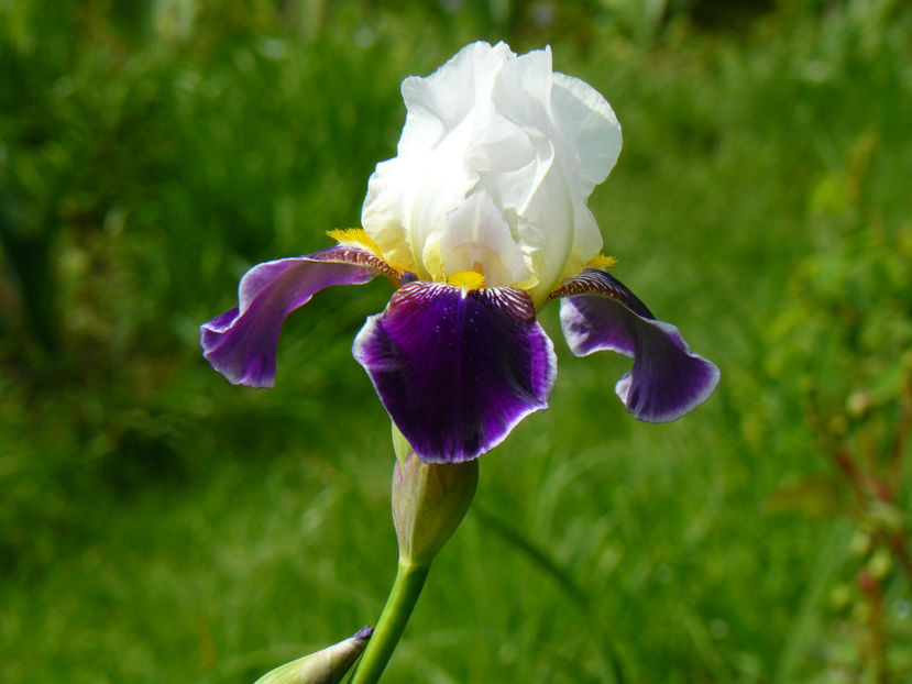 Wabash - 2017_Irislandia si Bujori 2017