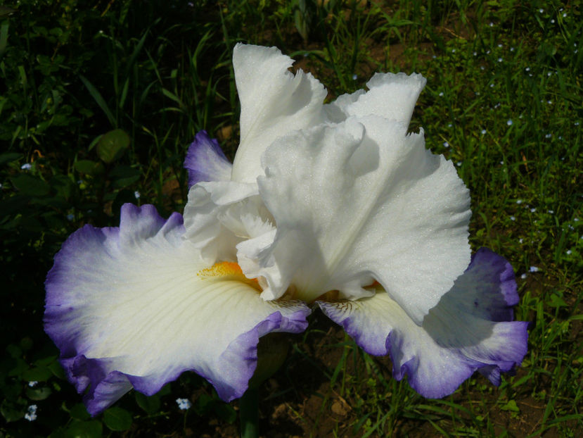 Queens Circle - 2017_Irislandia si Bujori 2017