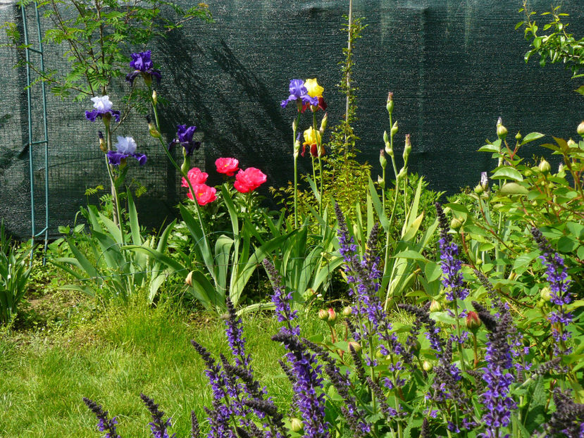 Salvia Mynacht si Irisi - 2017_Irislandia si Bujori 2017