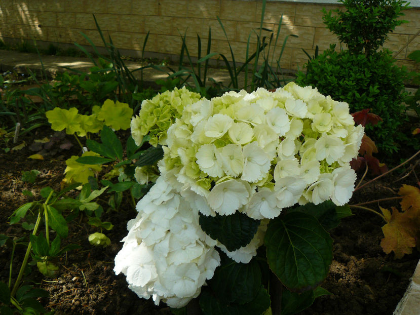 Hortensia macrophila white - 2017_Irislandia si Bujori 2017