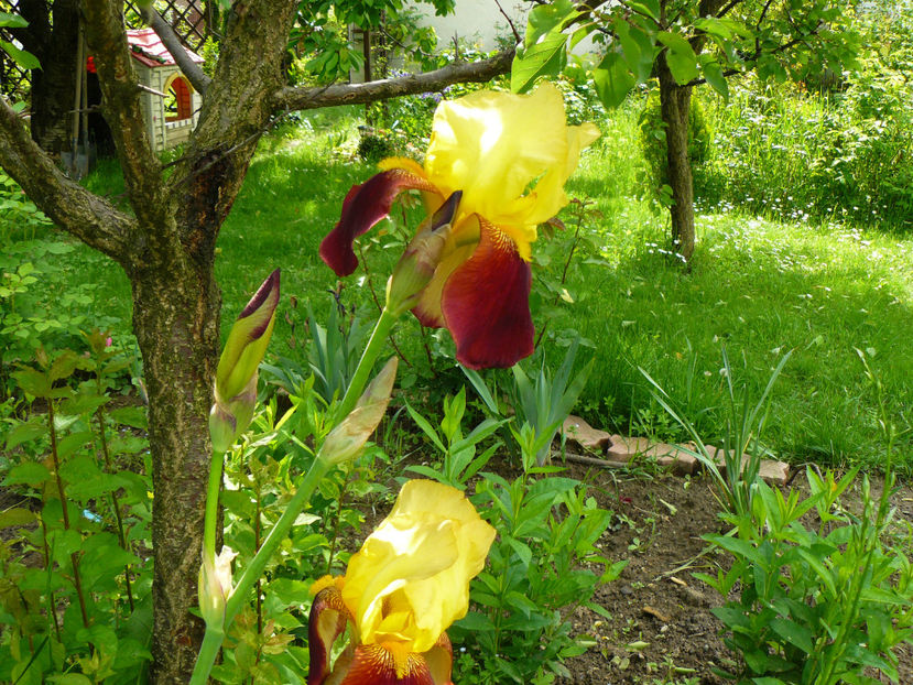 L-am mutat pe intrus ! Sandia iris - 2017_Irislandia si Bujori 2017