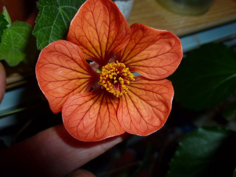 Abutilon din seminte ( Kaufland) de anul trecut - 0 Zambetul florilor continua