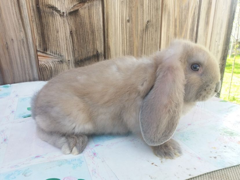 12.05.2017 - a_F_IZABELL_B