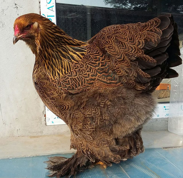 potarnichie 2016 - B__Brahma Potarnichiu