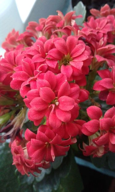  - Calanchoe