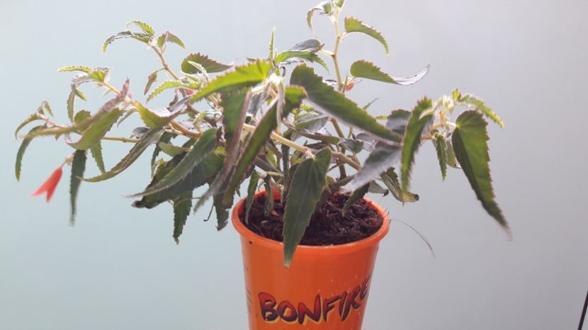 Begonia Bonfire - FLORI -2017