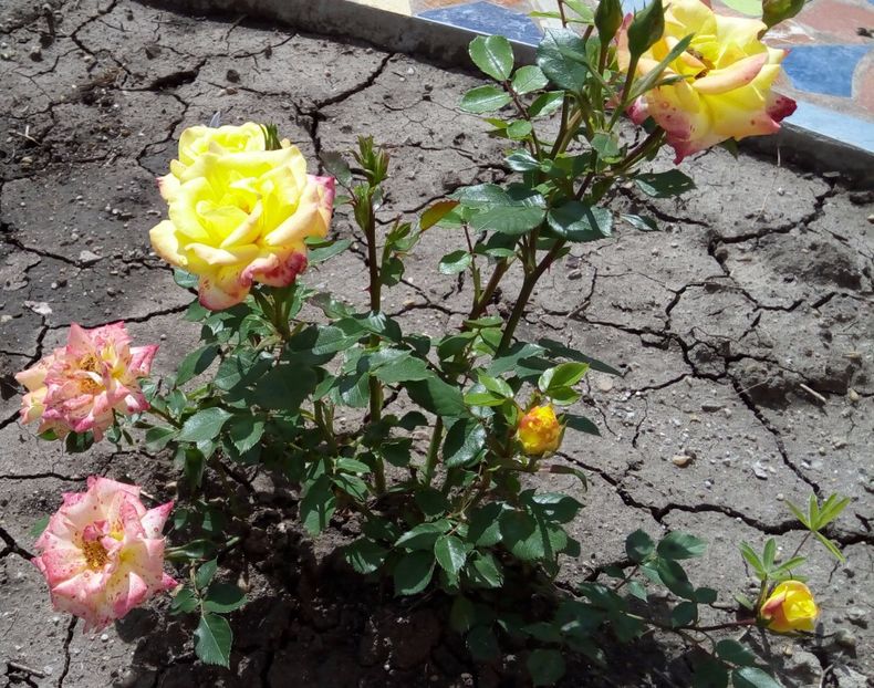 mandarin 5 - Miniroze 2017