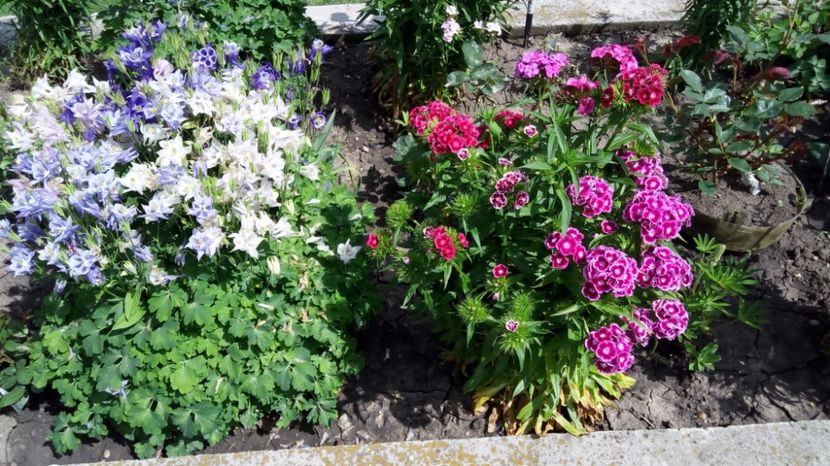 gg4 - Gradina diverse 2017