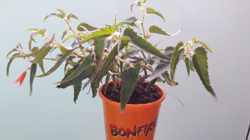 Begonia Bonfire - BEGONIA SEMPERFLORENS