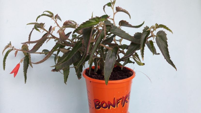  - BEGONIA SEMPERFLORENS