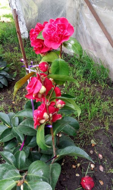 camelilia jap9 - Camelilia jap