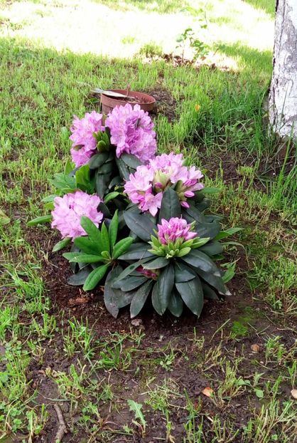 Rhododendron15 - Rhododendron