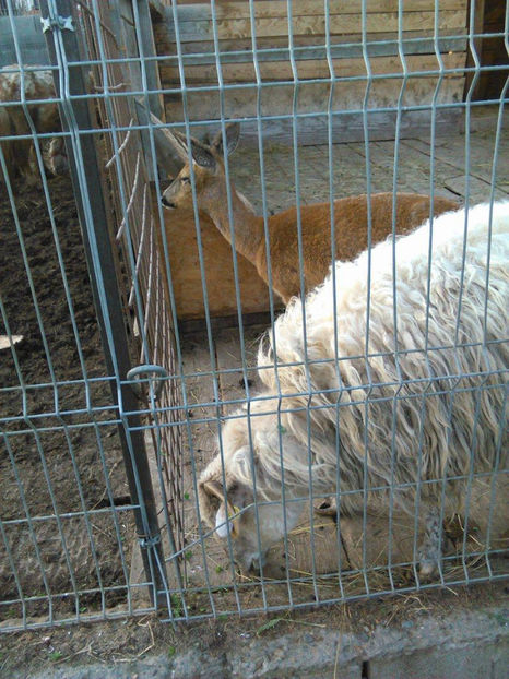 18406407_1557502607595530_1244700137_o - Excursie de o zi in SIBIU