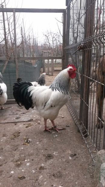 Cocos Sussex Heminat Deschis - Pasari