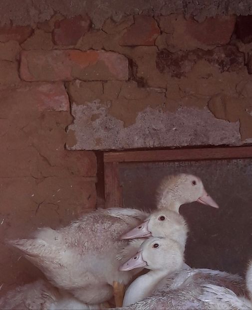 1 luna - 5 Rate MULARD