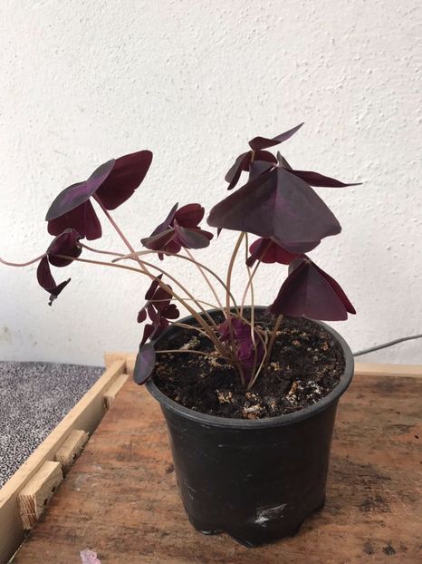 Oxalis triangularis 10 ron - aDisponibil