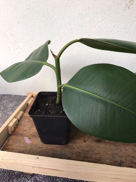 Ficus 10 ron - aDisponibil