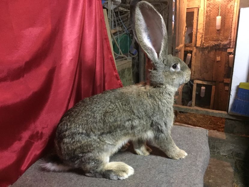 RO 422-12616 - DOI FRATI LA 5 LUNI