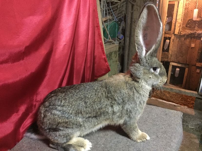 RO 422 - DOI FRATI LA 5 LUNI