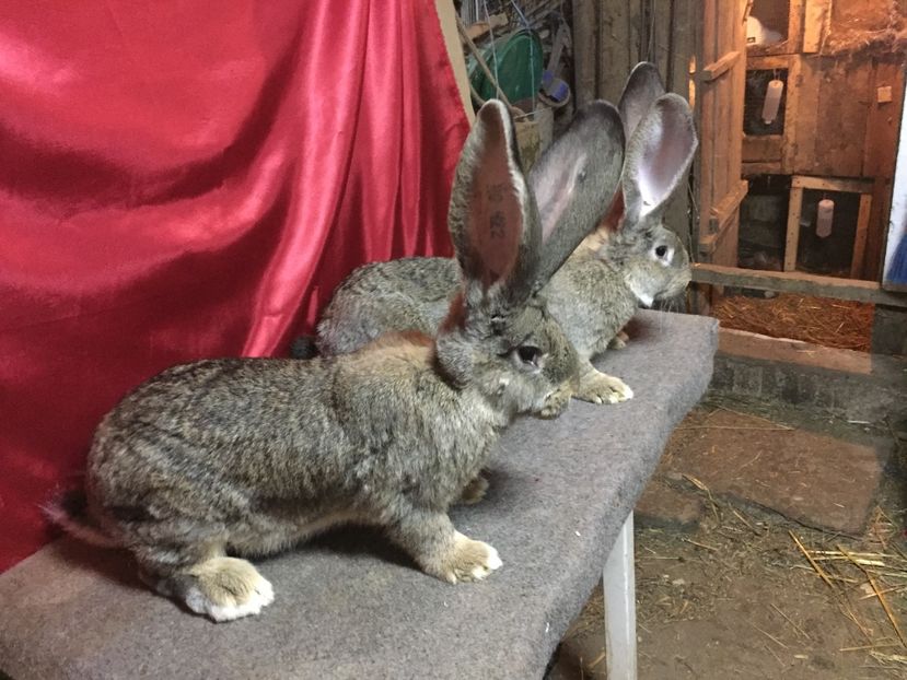  - DOI FRATI LA 5 LUNI