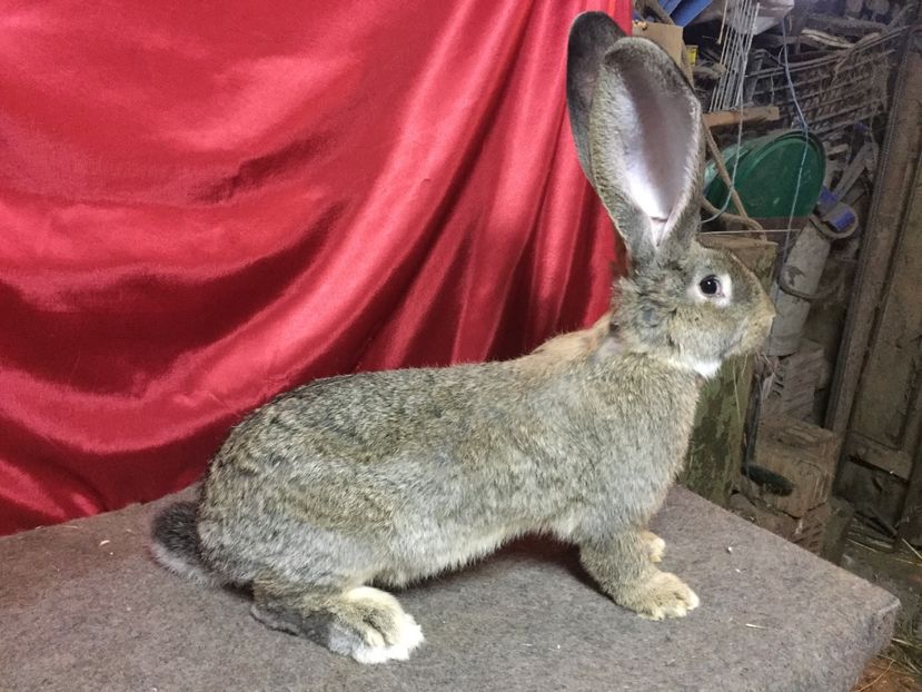 RO 420-12616 - DOI FRATI LA 5 LUNI