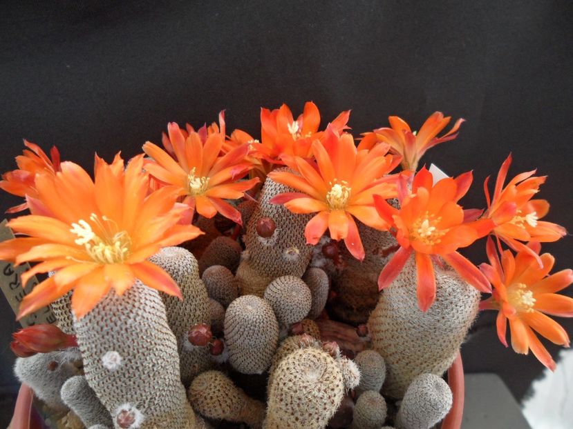 Rebutia heliosa - Cactusi 2017