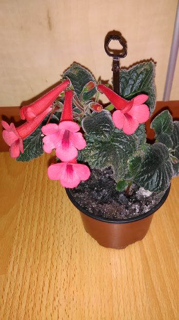  - Mini siningia RED RAINDROPS