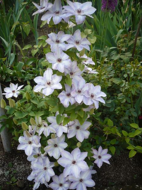 12.05.2017 - GRADINA 2017-1