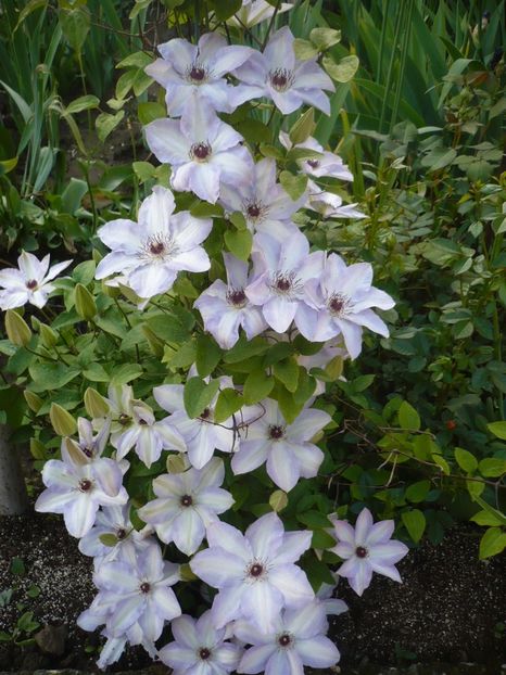 P1310892 - GRADINA 2017-1