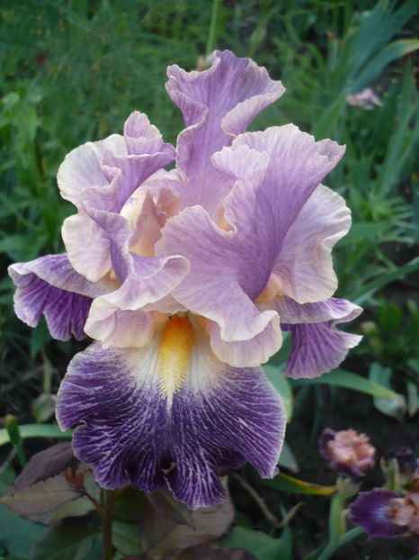 P1310894 - GRADINA 2017-1