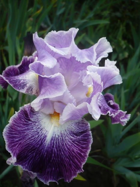 P1310896 - GRADINA 2017-1