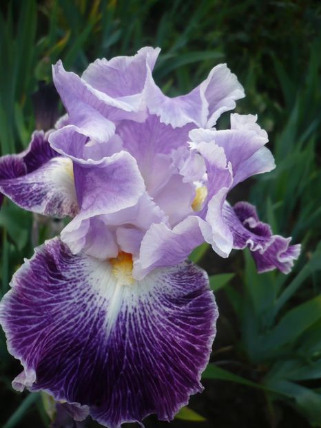 P1310897 - GRADINA 2017-1