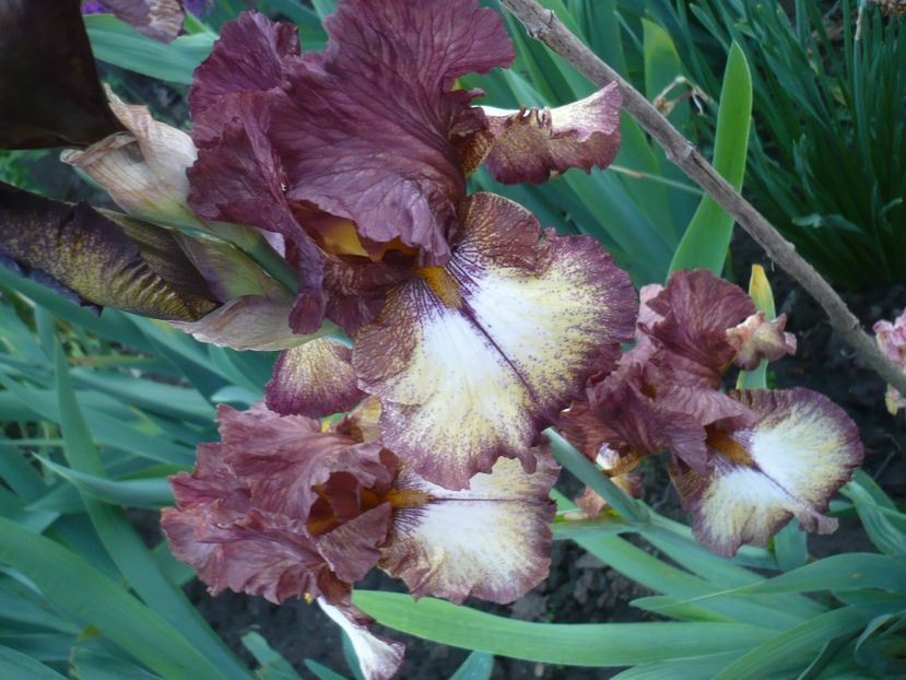 P1310898 - GRADINA 2017-1