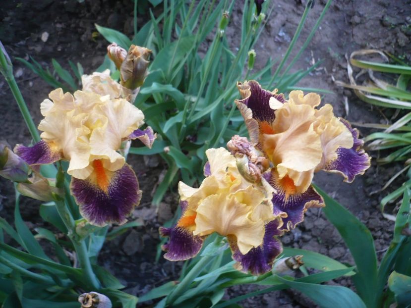 P1310901 - GRADINA 2017-1