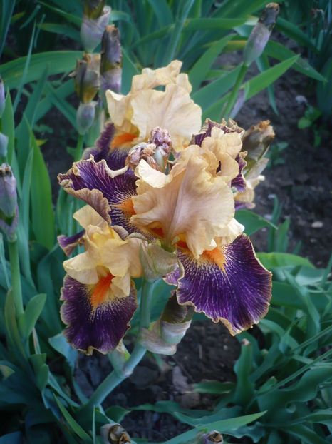 P1310902 - GRADINA 2017-1