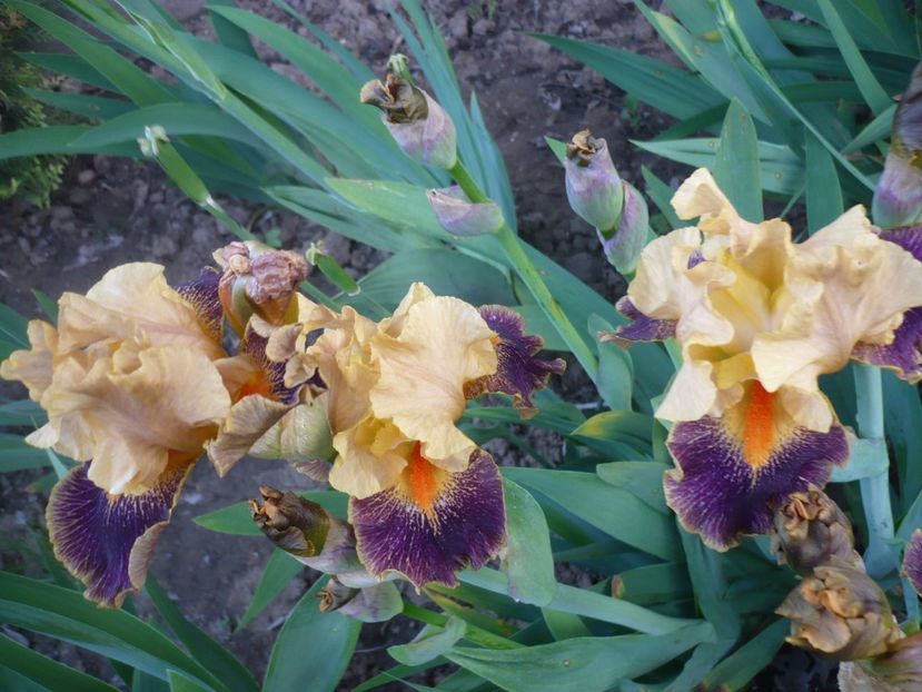 P1310903 - GRADINA 2017-1