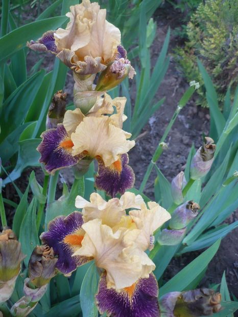 P1310904 - GRADINA 2017-1