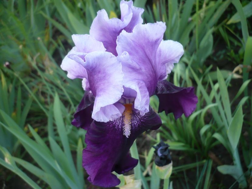 P1310905 - GRADINA 2017-1