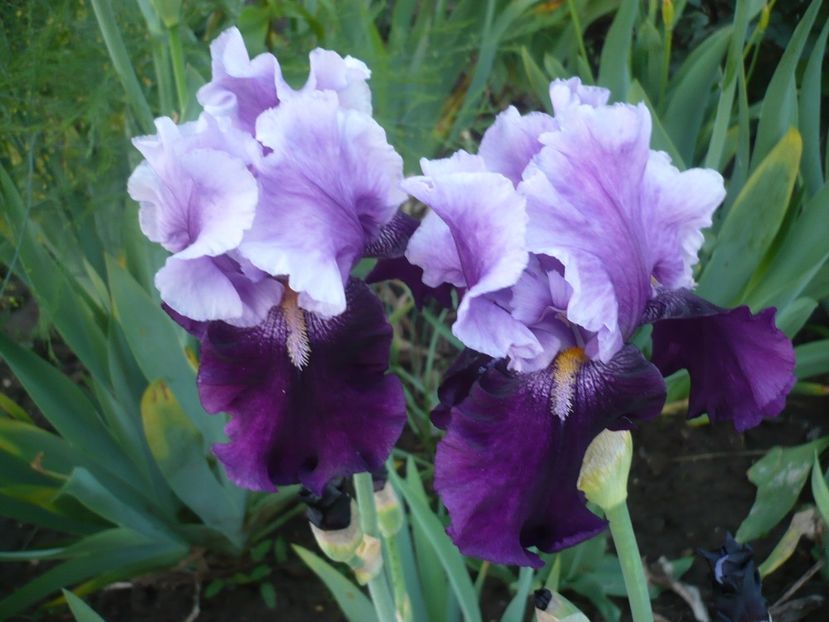 P1310906 - GRADINA 2017-1