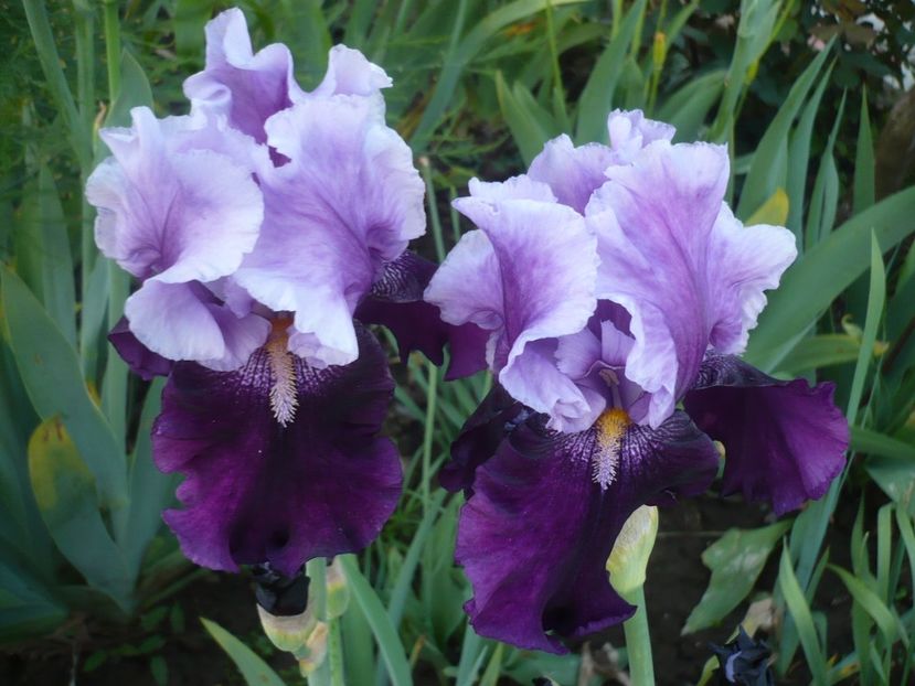 P1310907 - GRADINA 2017-1