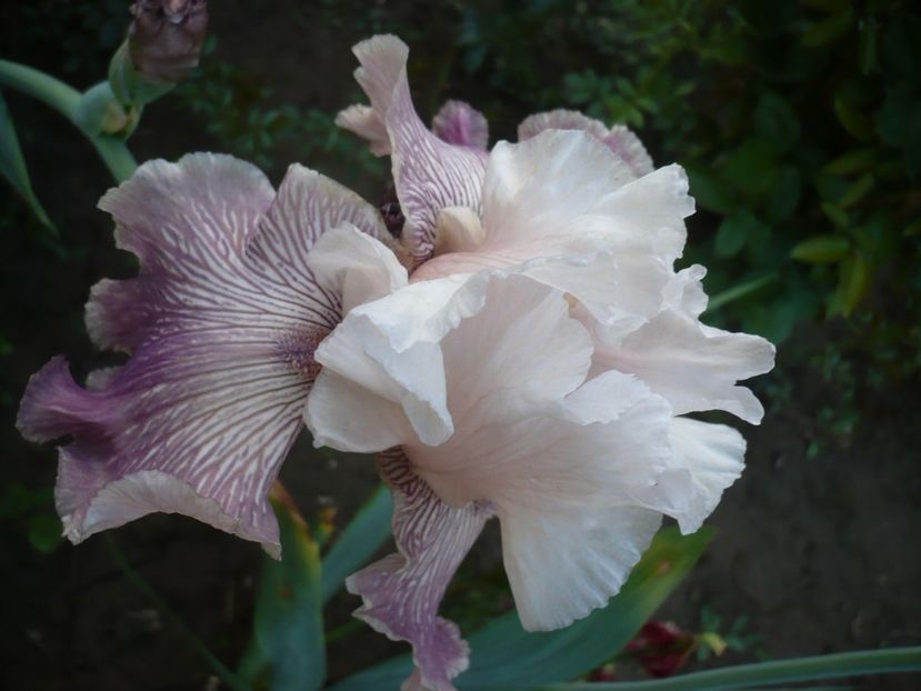 P1310908 - GRADINA 2017-1