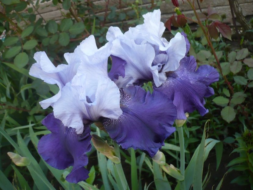 P1310910 - GRADINA 2017-1