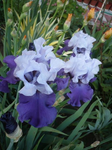 P1310911 - GRADINA 2017-1