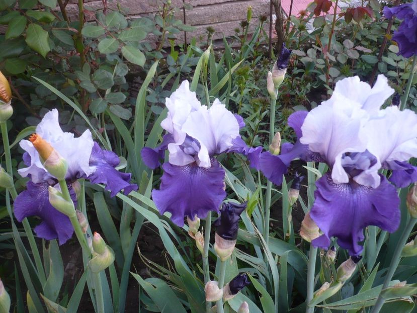 P1310912 - GRADINA 2017-1