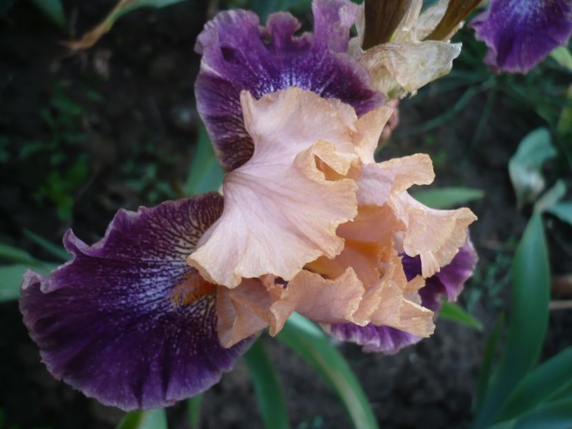 P1310915 - GRADINA 2017-1